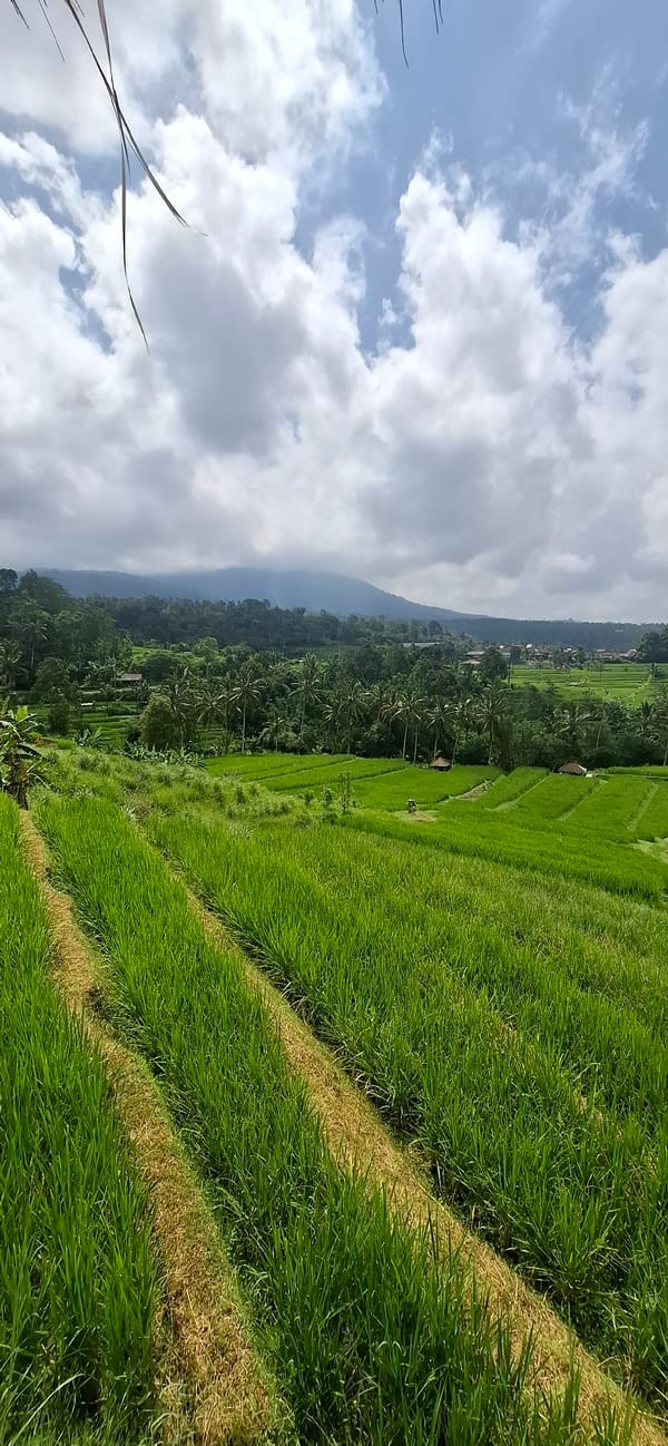 Agricultural landscapes documented in Penebel, Indonesia rice terraces