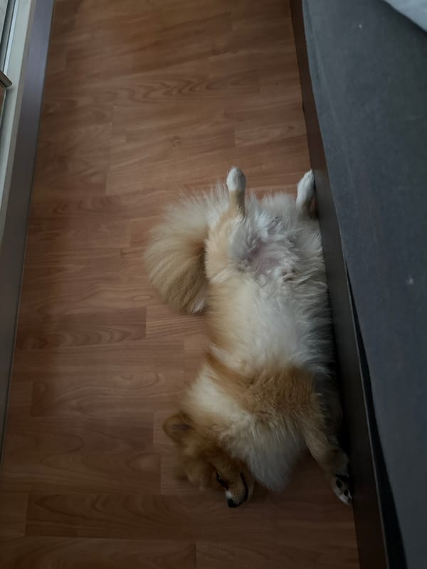 Fluffy dog enjoys belly rubs on wooden floor in Bulgaria