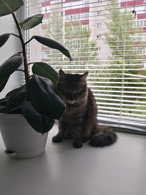 Tabby cat on a windowsill with a ficus plant nearby