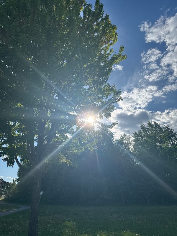 Evening park visit documented in sunny Gatineau green space