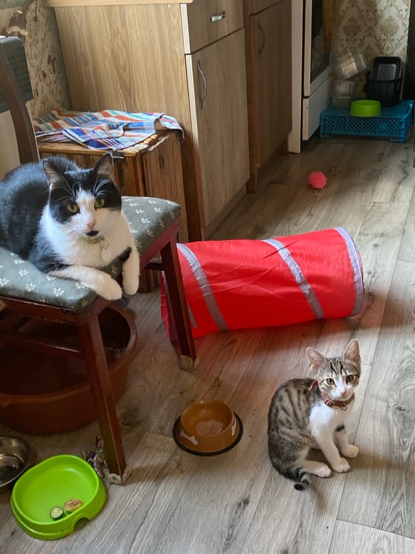 Cats and tattoos: a slow morning at home in Tbilisi