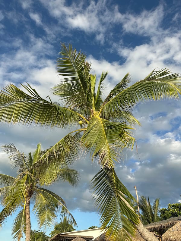 Palm trees reach into a cloudy blue sky in Baan Mae Nam