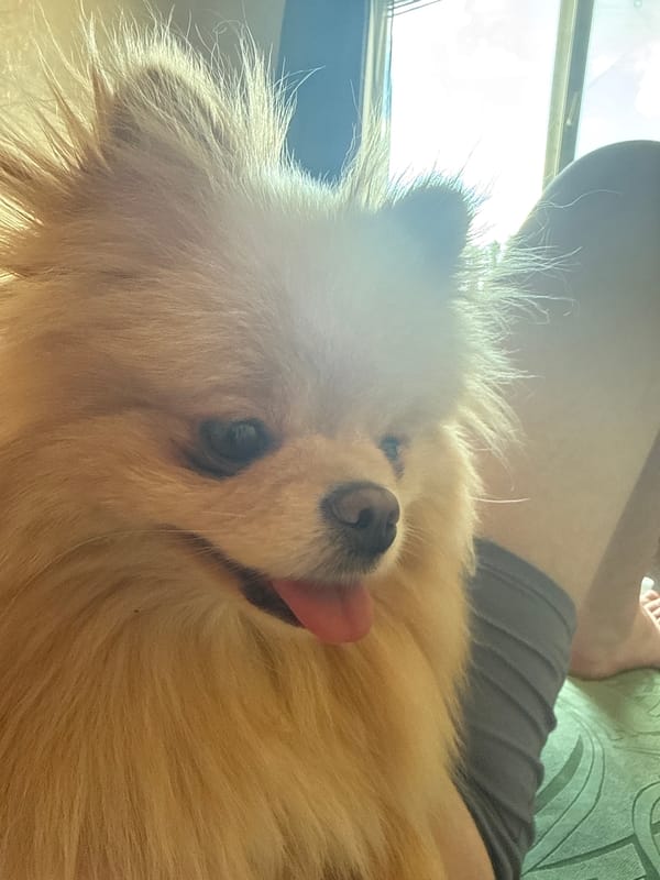 Pomeranian at home, snacks and everyday items nearby