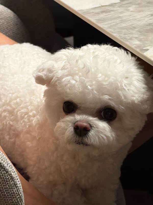 Bichon Frise steals the show at a Choeng Thale hangout