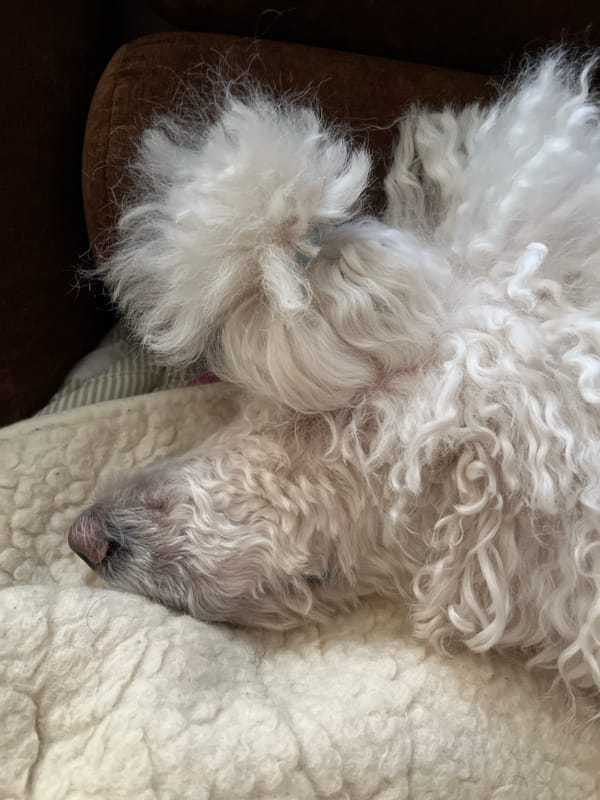 White curly dog sleeps in multiple comfortable positions