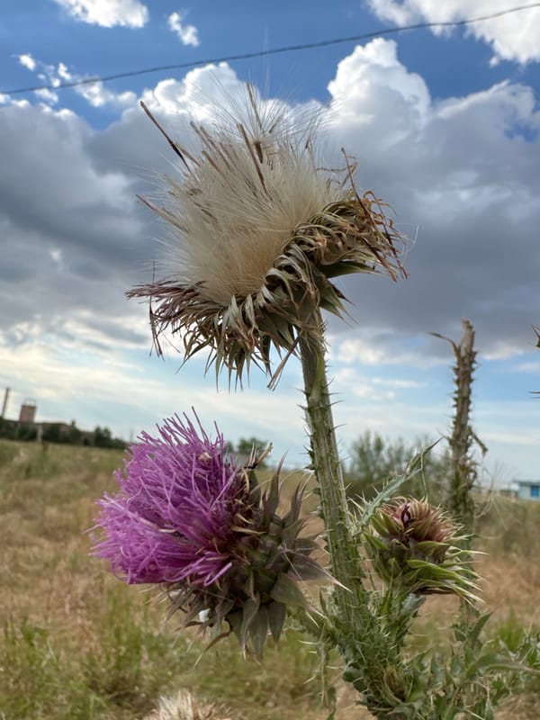 Wildflowers, storm skies, and quiet nature scenes near Odesa