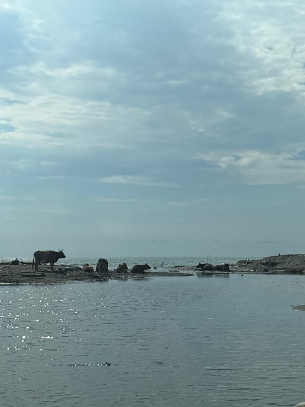 Rocky shoreline with cattle, fishing, sculpture, and a bridge