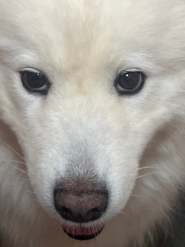 Close-up moments with a fluffy white dog