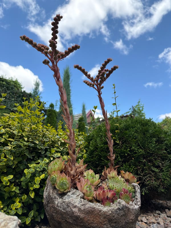 A stroll through a well-tended ornamental garden