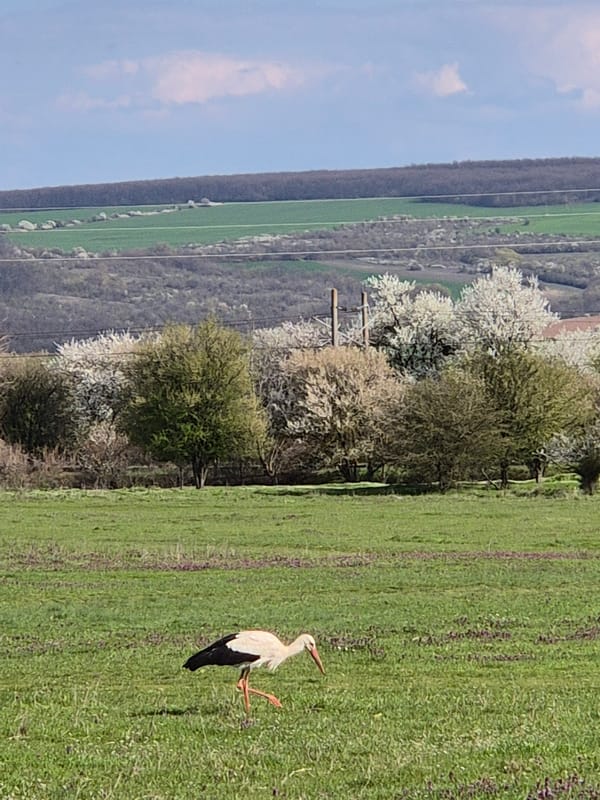 Spring countryside scenes documented in Bulgarian village Медовина