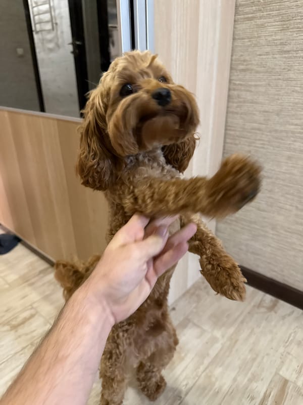 Yekaterinburg resident documents home life with pet, artwork