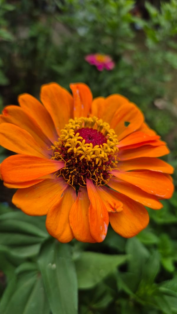 A Bulgarian garden in full summer bloom, captured in detail.