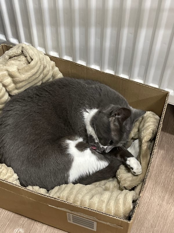 Cat rests in cardboard box, everyday moments captured in Tbilisi