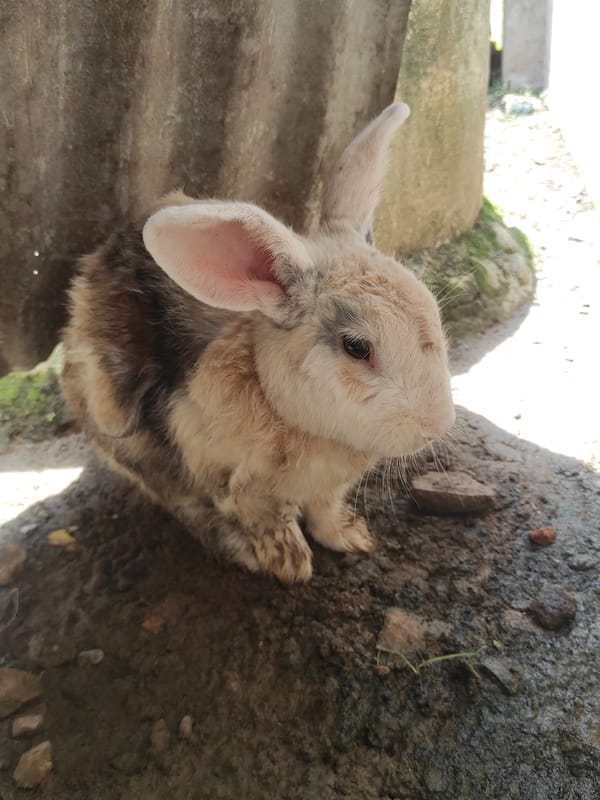 Nature sightings captured in Lhokseumawe: rabbit and mushrooms observed
