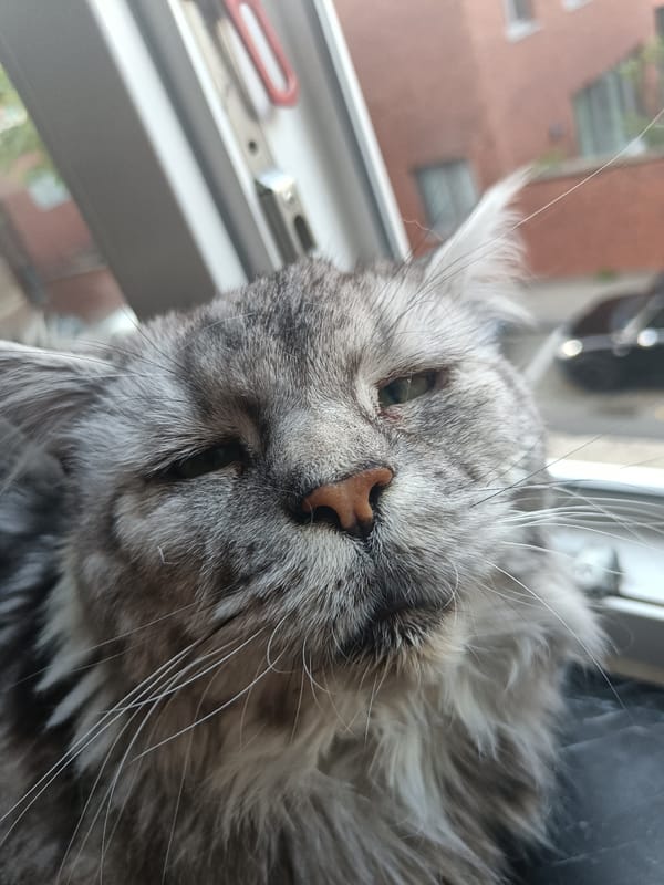 Maine Coon cats window-watch from Leuven apartment ledges