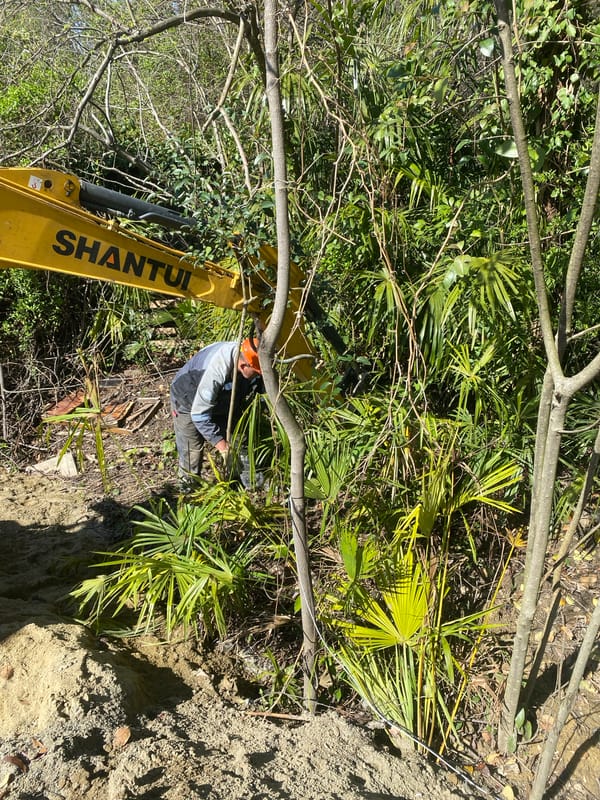 Construction work continues in wooded area of Sochi