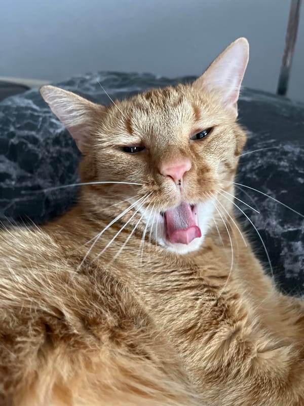 Orange tabby cat photographed resting in Shushary, Russia
