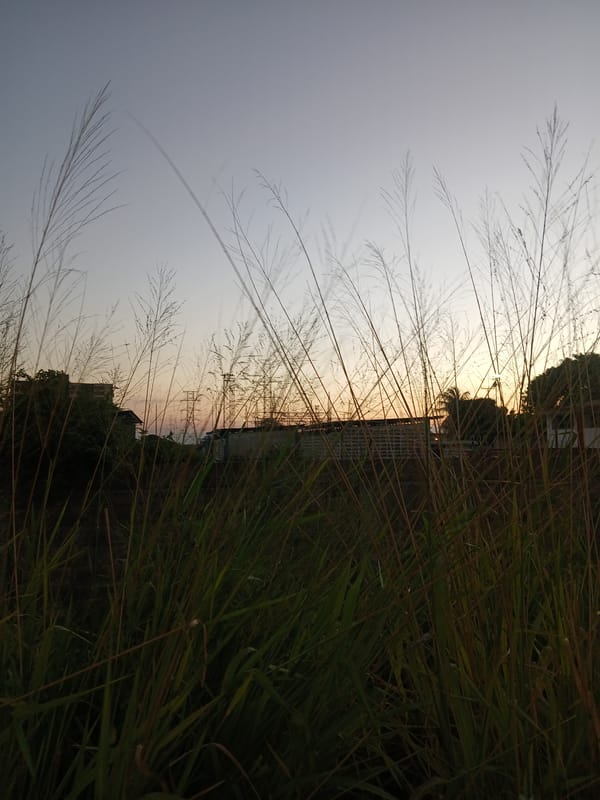 Evening observations of urban vegetation and parked vehicle