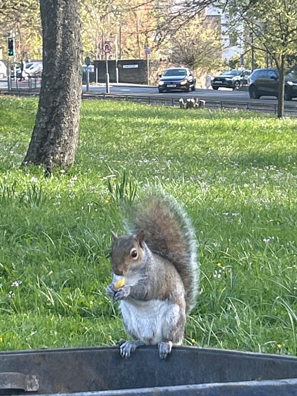Gray squirrel spotted foraging in Bradford park area