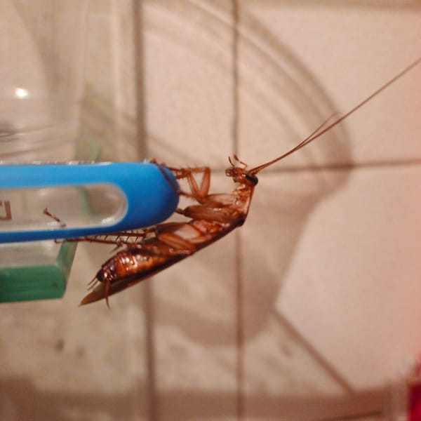 Cockroach found on back in Tinaquillo bathroom
