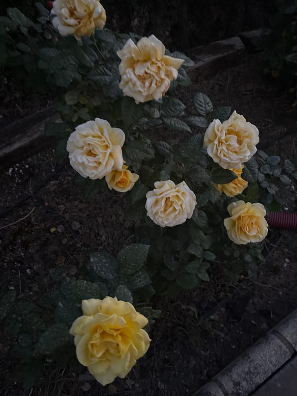 Evening garden flowers documented in Spanish residential development
