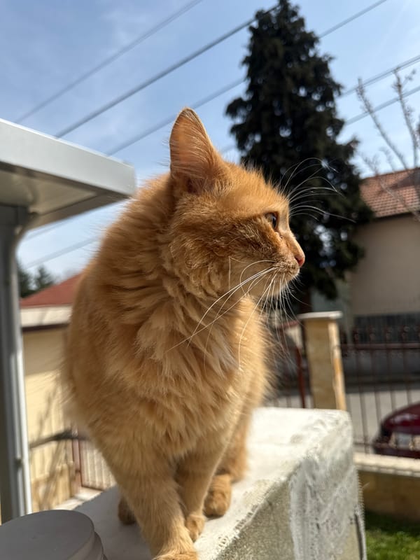 Orange cat spotted around Berkovitsa, Bulgaria throughout morning