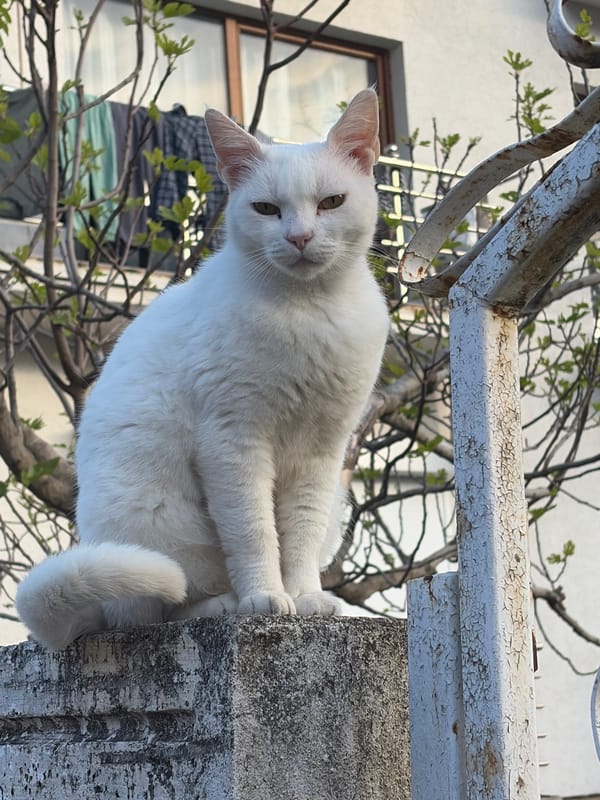 Cat and portrait moments captured in Budva, Montenegro