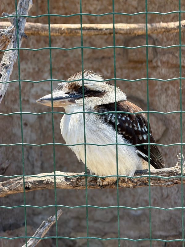 Visitor documents animals at Peyia Cyprus farm facility