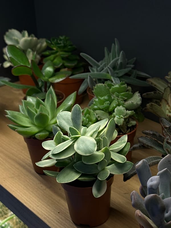 Plant shopping documented in Chișinău store
