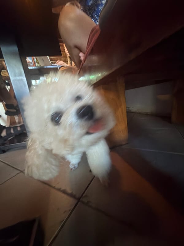 Morning cafe life documented at Sayuri's restaurant in Peliatan