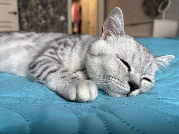 Lazy afternoon selfies with a silver tabby in Izhevsk