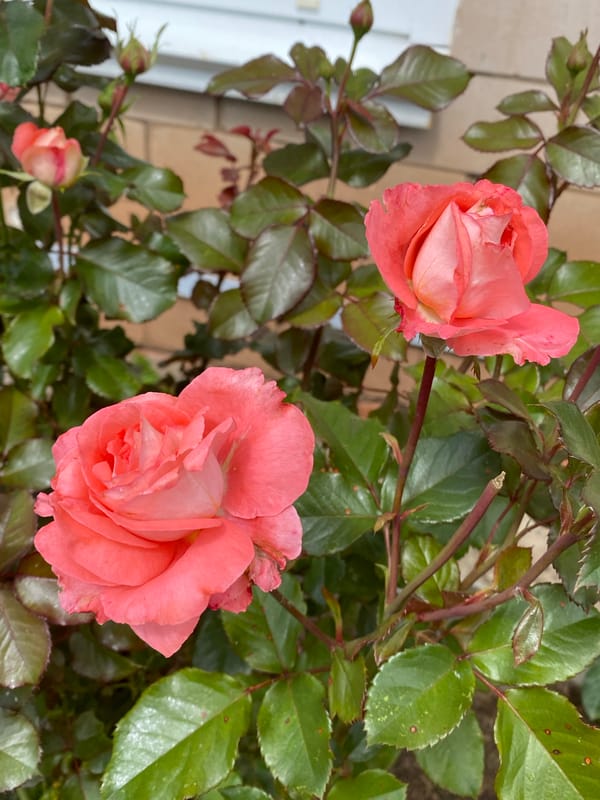 Close-up garden tour: roses, wildflowers, and berries in bloom