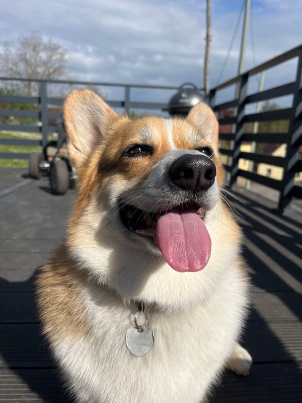 Child plays with pedal car alongside Corgi on German deck