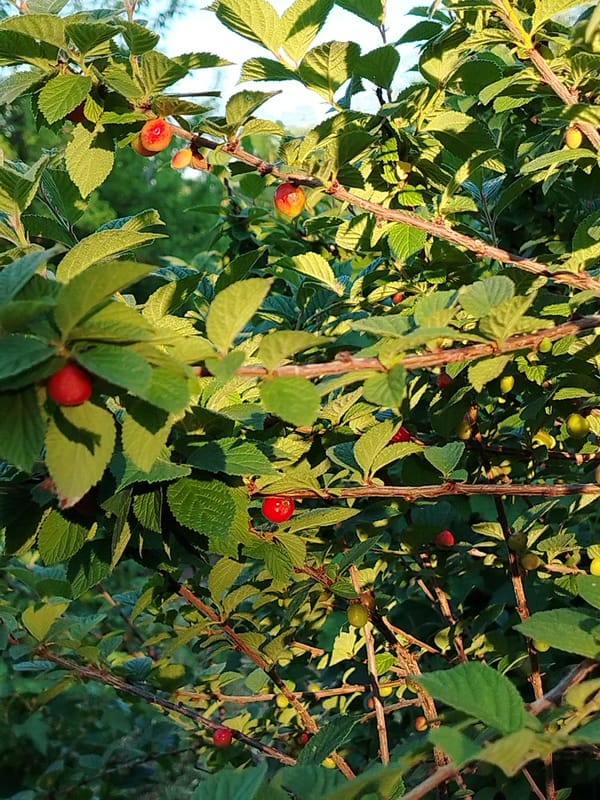 Close-up tour of a summer garden in full swing