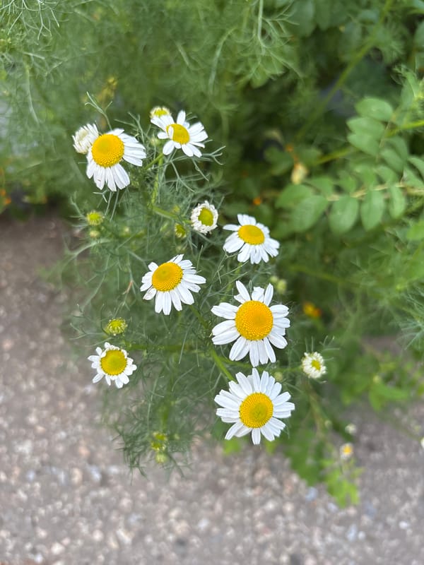 Wildflowers and café details from a summer afternoon in Blagoveshchensk