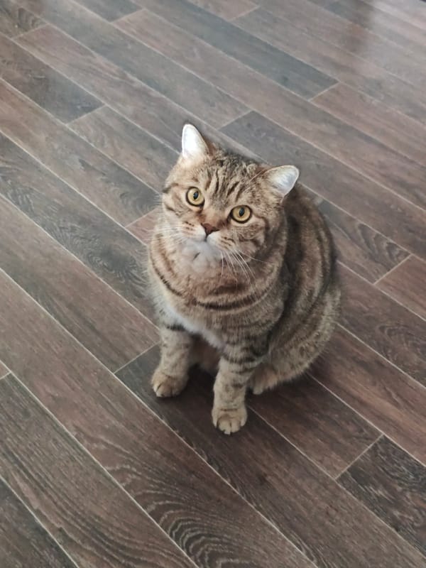 Tabby cat poses for the camera in a Komsomolsk apartment