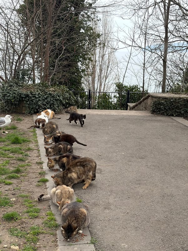 Ten cats feed along concrete pathway in Varna