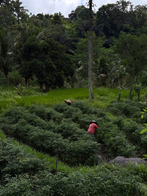 Agricultural workers tend rice paddies in rural Sidemen, Indonesia