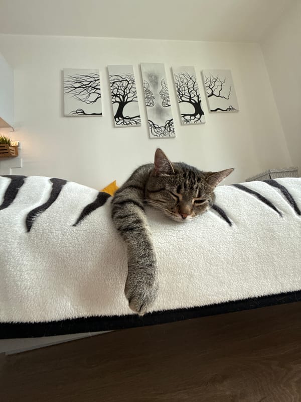 Tabby cat deep in a nap on a white cushion