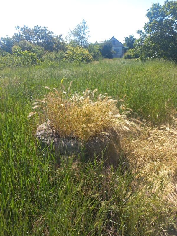 Morning scenes documented in rural Velykodolynske show nature reclaiming landscape