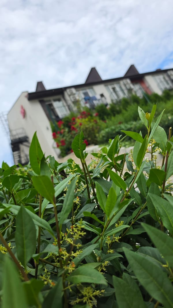 Morning garden walk with fountains, sculptures, and flowering plants