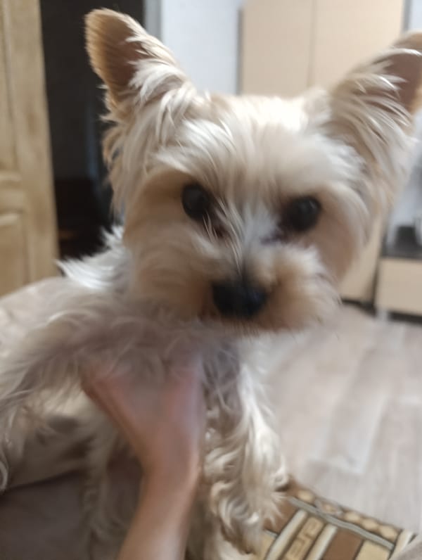 Chill evening at home with a Yorkshire Terrier