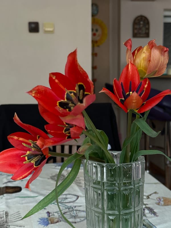 Everyday domestic scenes documented across Stara Zagora, Bulgaria