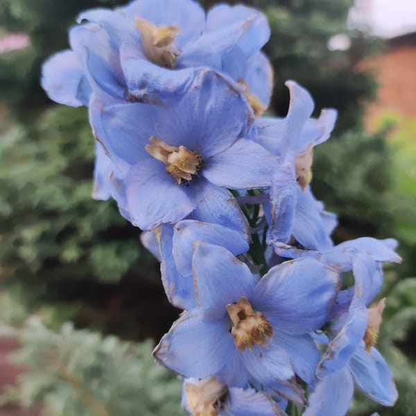 Close-up garden flower photography across a dozen-plus blooms