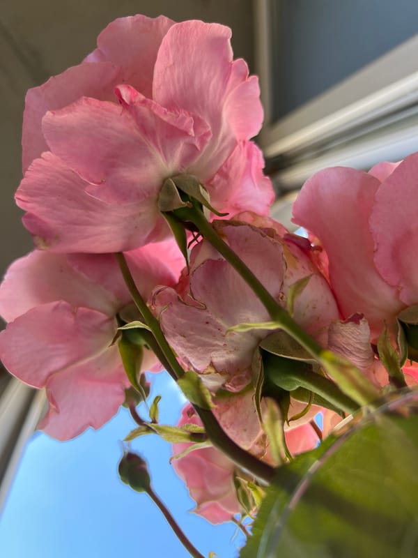Roses photographed near window in Krasnodar apartment, May 2026