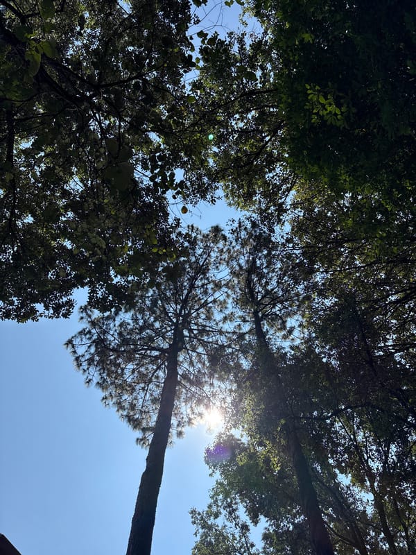 Trees photographed against blue sky in Valle de Bravo