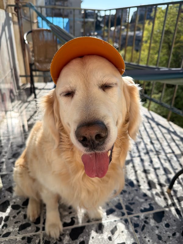 Golden retriever spotted wearing caps on Tbilisi balcony