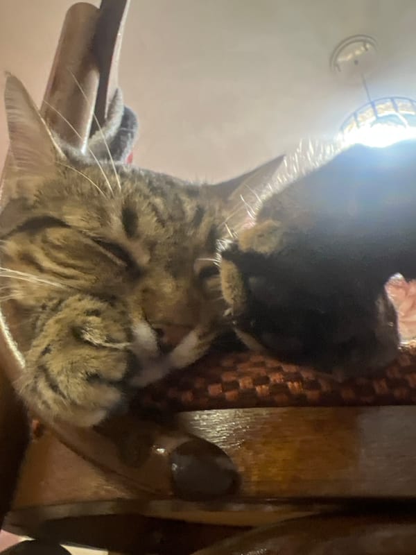 Two cats rest together on wooden surface