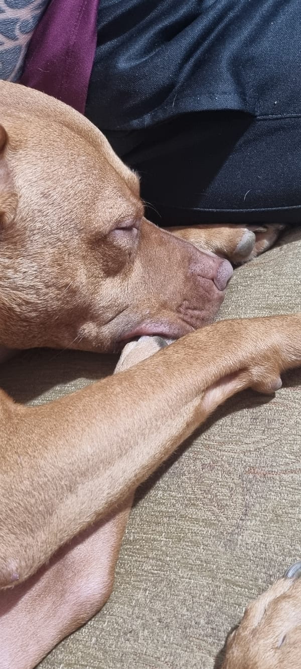 Brown dog photographed resting indoors over 40-minute period