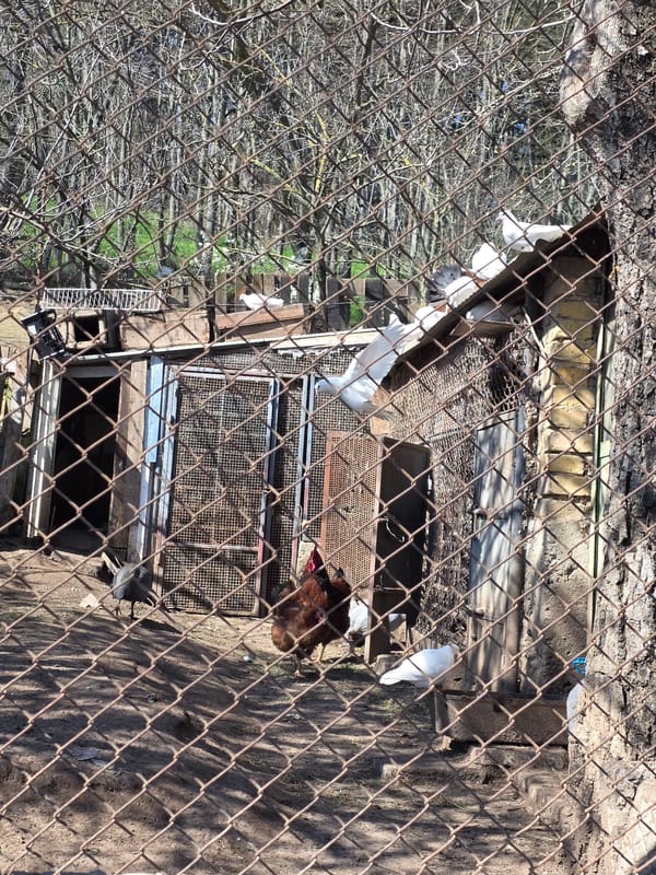 Chickens observed in backyard coop in Beloslav, Bulgaria